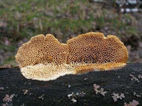 Антродия маленькая (Antrodia minuta) фотографии, видео и истории