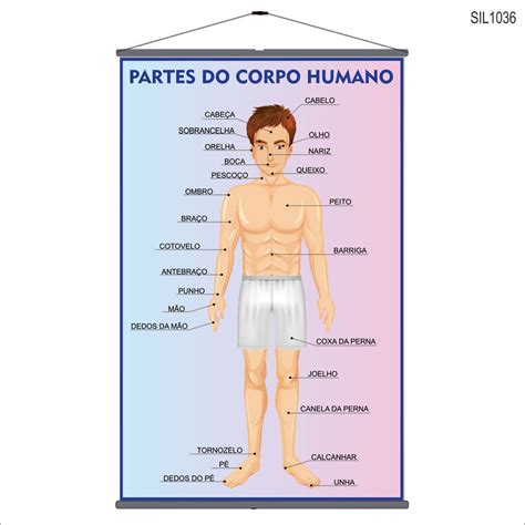 Parte Do Corpo Humano Com A Letra A
