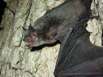 Gray bat - Alchetron, The Free Social Encyclopedia