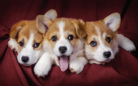 Hình nền Welsh Corgi, Pupgie, Chó HD: Màn hình rộng: Độ nét cao: Toàn màn hình