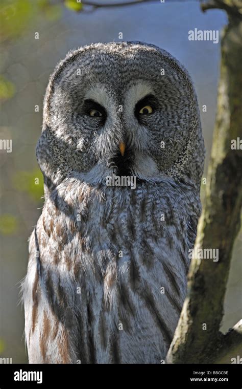 Great Grey Owl Or Lapland Owl Strix Nebulosa Stock Photo Alamy