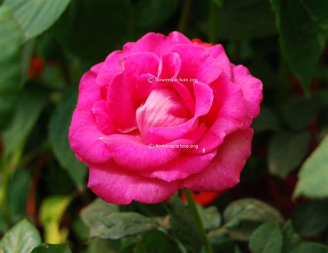 Magenta Roses Wallpapers - Top Free Magenta Roses Backgrounds