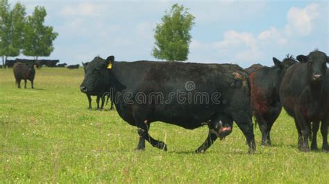 Ganado En Pastizales De Verano Angulas Negras De Vacas En Un Pasto En