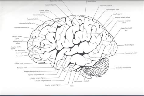 Neuroanatomy Quiz 1 Frontal And Parietal Lobe Diagram Quizlet