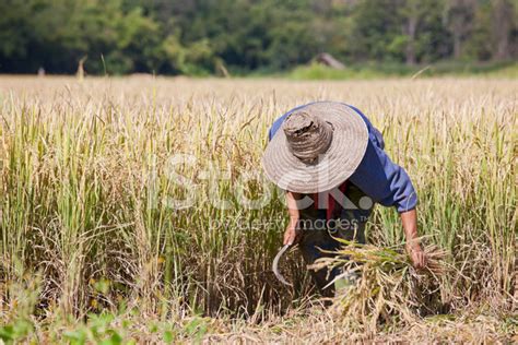 Harvesting Rice. Stock Photo | Royalty-Free | FreeImages