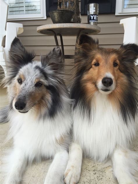 250 names that are perfect for black and white dogs – Artofit