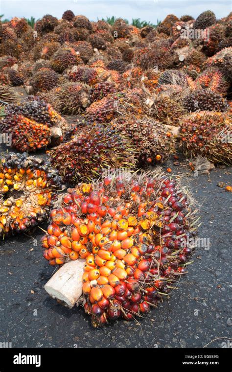 Oil Palm Fresh Fruit Bunches Ffbs Awaiting Inspection And Processing