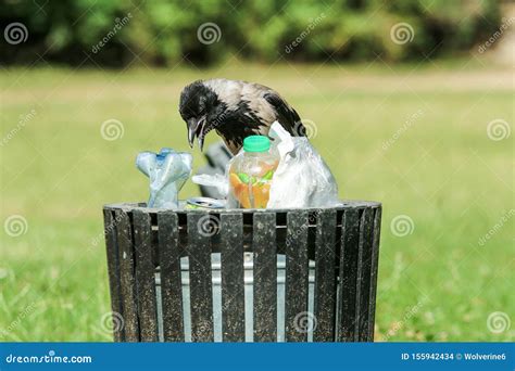 Hungry Crow Eating Garbage From A Trash Bin Royalty Free Stock