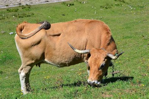 Ano Ang Interpretasyon Ng Makakita Ng Toro Sa Isang Panaginip Ayon Kay