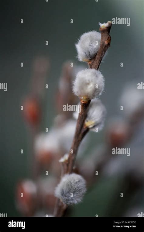Spring Willow Branches With Fluffy Buds Outdoor Beautiful Pussy Willow Flowers Branches Stock