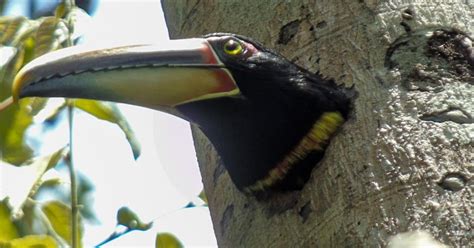 Excursi N Al Bosque Nuboso De Mindo Y Observaci N De Aves Getyourguide