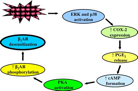 Figure 1 from The effect of beta2-adrenoceptor agonists and steroids on ... 
