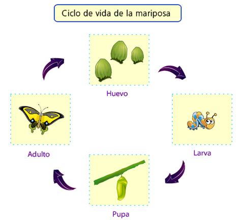 Ciclo De Vida De La Mariposa Dibujo Ilustracion De Ciclo De Vida De Un Diagrama De Mariposa Y