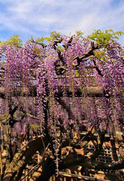 Wisteria - growing, pruning and caring for wisteria vines