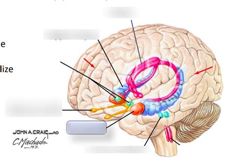 Neuroanatomy 4 Diagram Quizlet