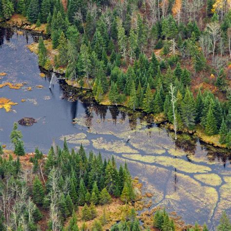 Aerial photograph of a beaver pond and lodge during fall. Beaver colony ...