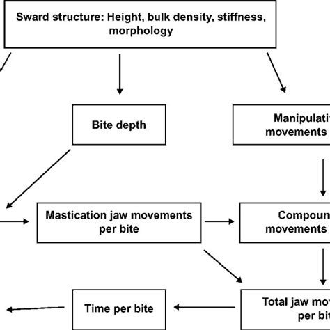 (PDF) Review: Behavior and daily grazing patterns of cattle