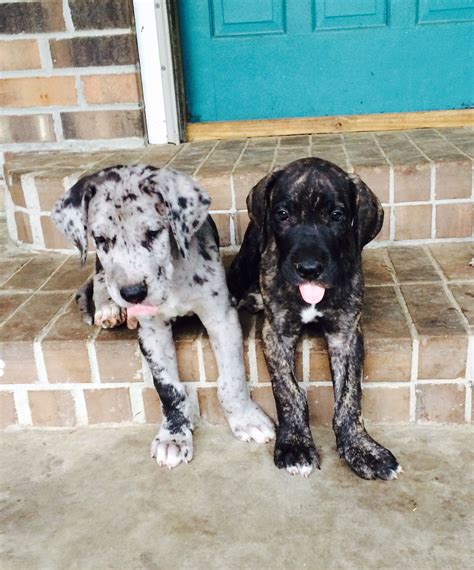 Great Dane Puppies at Wolf Bay Great Danes