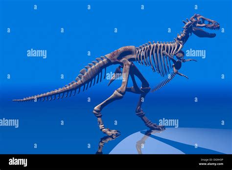 Tyrannosaurus rex skeleton Stock Photo - Alamy