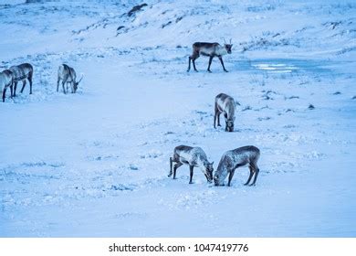 1,504 Iceland Reindeer Images, Stock Photos & Vectors | Shutterstock