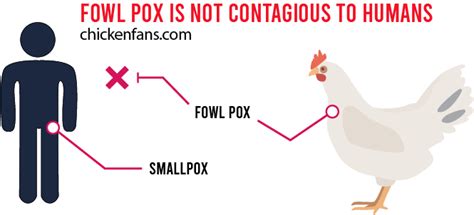 Fowlpox in Chickens: Causes & Treatment | Chicken Fans