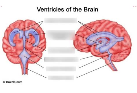 Neuroanatomy Exam Diagrams Diagram Quizlet