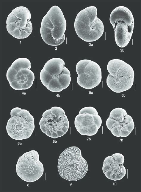 Benthic Foraminiferal Species Of The Marmara Sea Showing Relative