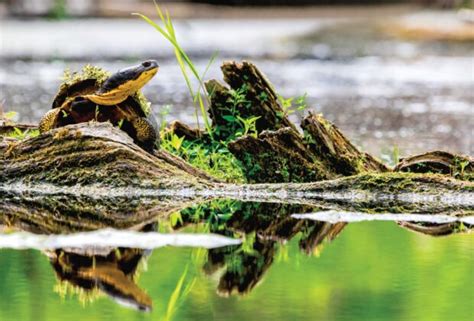 What Is A Wetland Ducks Unlimited Canada