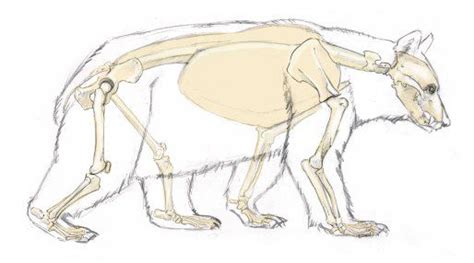 How to Draw Mammals: comparative anatomy of the legs | Mammals, Animal skeletons, Bear skull