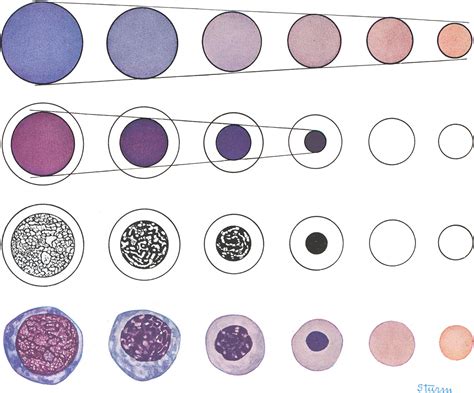 The Morphology Of Human Blood Cells