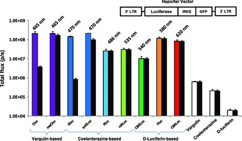 In Vitro Assessment Of Luciferase Reporters In Vitro BLI Of Different