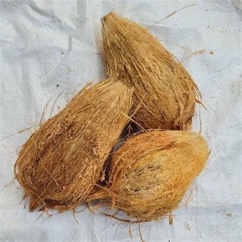 Solid B Grade Semi Husked Coconut Coconut Size Large At Rs