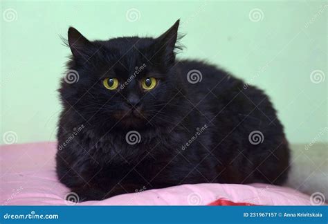 Belle Chatte Noire Moelleuse Sur Fond Clair Image Stock Image Du Nature Domestique 231967157