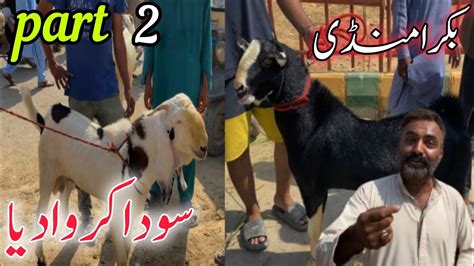 Lalukhet Bakra Mandi Me Qurbani 2025 Ka Bakra Part 2 Lalukhet Bakra