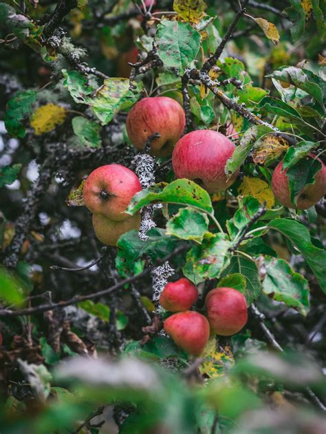 title easy small batch apple butter   wild apples carols