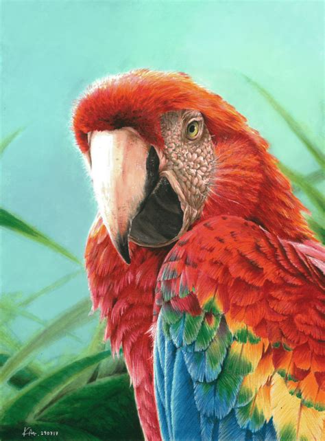 Macaw Painting