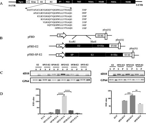 Identification Of Signal Peptides For E2 Expression In Baculovirus A