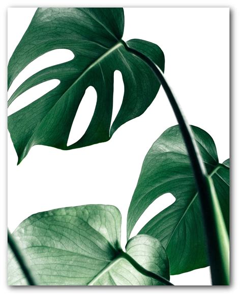 Monstera Leaf Print Palm Leaves 8 X 10 Inches Wall Art Unframed Handmade