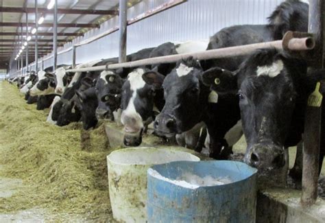 South Dakota Dairy Herd Continues To Grow Edairy News English