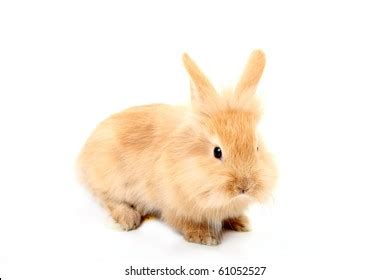 Red Rabbit Stock Photo 61052527 | Shutterstock