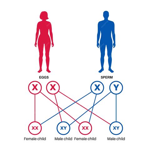 Premium Vector Sex Determination In Humans Male And Female Sperm And Eggs X And Y Chromosomes