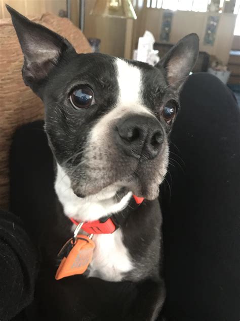 LOST BOSTON TERRIER. Please help! He needs medicine and can’t urinate