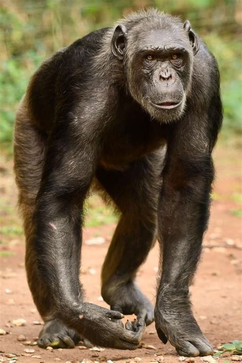 chimpanzee chimpanzee chimp animals wild