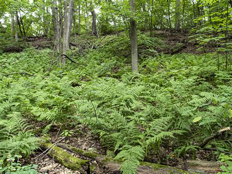 Interrupted Fern Osmunda Claytoniana L