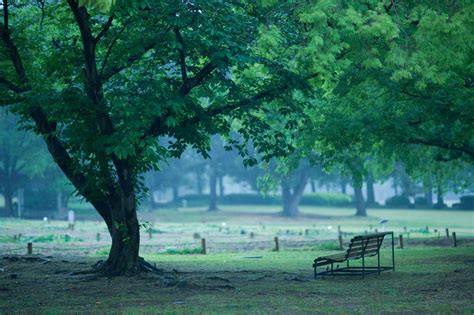 雨の公園 Ganref