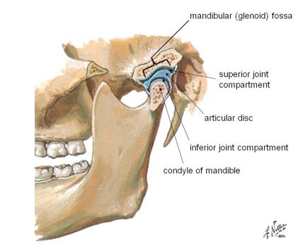 TMJ Flashcards Quizlet