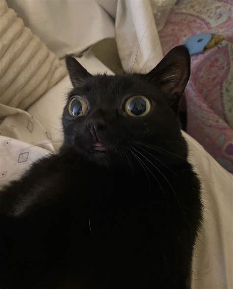 dumb cats 9