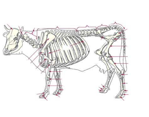 Cow Skeleton pt.2 Quiz