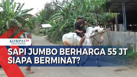 Sapi Jumbo 800 Kg Di Cilacap Dijual Rp55 Juta YouTube