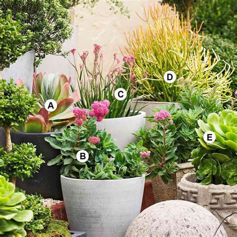 Succulent Container Garden Plans Better Homes And Gardens